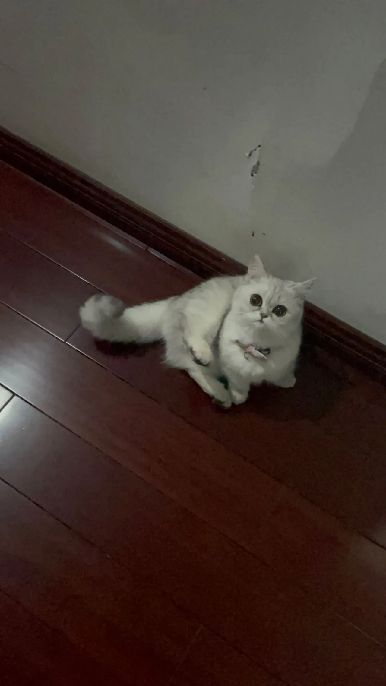 猫猫入侵